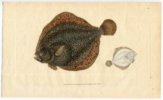 1806年 Donovan 英国魚類博物誌 初版 Pl.95 スコフタルムス科 スコフタルムス属 ブリル Pleuronectes rhombus