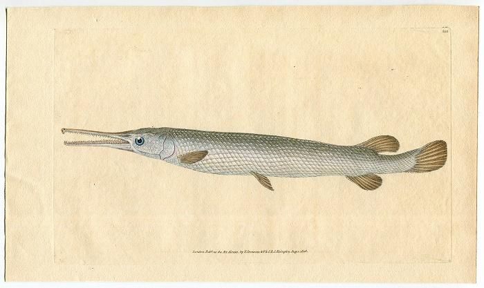1808年 Donovan 英国魚類博物誌 初版 Pl 100 ガー科 レピソステウス属 ロングノーズガー Esox Osseus アンティークプリント ボタニカルアート 博物画の通販サイト Spirito Di Artigiano