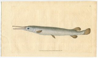 1808年 Donovan 英国魚類博物誌 初版 Pl.100 ガー科 レピソステウス属 ロングノーズガー Esox osseus
