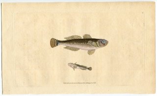 1808年 Donovan 英国魚類博物誌 初版 Pl.104 ハゼ科 ゴビウス属 ブラックゴビー Gobius niger