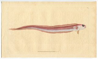 1808年 Donovan 英国魚類博物誌 初版 Pl.105 アカタチ科 スミツキアカタチ属 Cepola rubescens
