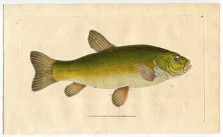 1808年 Donovan 英国魚類博物誌 初版 Pl.113 コイ科 テンチ属 テンチ Cyprinus tinca