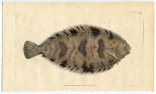 1808年 Donovan 英国魚類博物誌 初版 Pl.117 ササウシノシタ科 ミクロキルス属 Pleuronectes variegatus