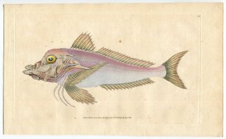 1808年 Donovan 英国魚類博物誌 初版 Pl.118 ホウボウ科 トリグラ属 パイパー Trigla lyra