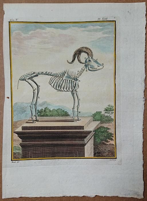 角レプリカ　ウシ科　クーズー　骨　ヤギ　インテリア　草食動物 角レプリカ ウシ科 クーズー 骨 ヤギ インテリア 草食動物