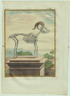 1775年 Buffon 一般と個別の博物誌 ウシ科 ヤギ属 アンゴラヤギ Le Bouc D'Angora 骨格