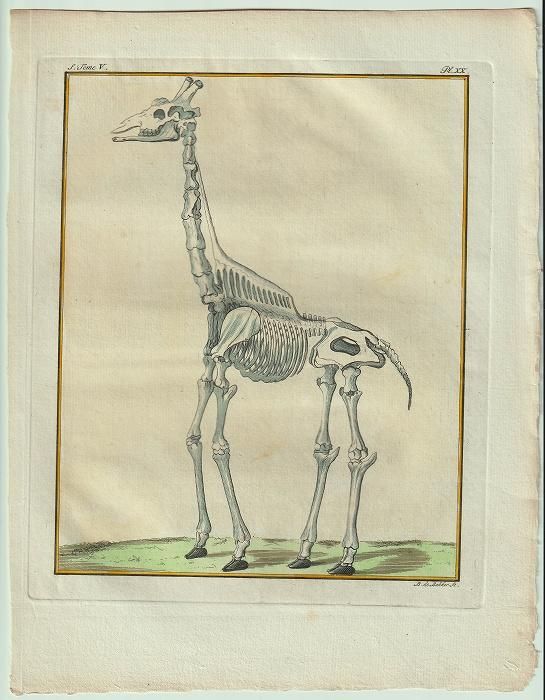 1775年 Buffon 一般と個別の博物誌 キリン科 キリン属 キリン La
