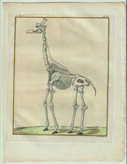 1775年 Buffon 一般と個別の博物誌 キリン科 キリン属 キリン La Giraffe 骨格