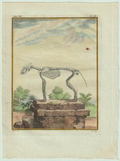1776年 Buffon 一般と個別の博物誌 イヌ科 イヌ属 ハイイロオオカミ Le Loup 骨格