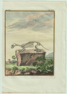 1776年 Buffon 一般と個別の博物誌 イタチ科 イタチ属 フェレット Le Putois 骨格
