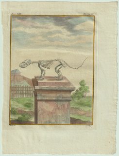1776年 Buffon 一般と個別の博物誌 アライグマ科 ハナグマ属 アカハナグマ Le Coati Brun 骨格