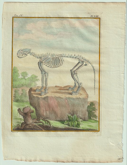 1777年 Buffon 一般と個別の博物誌 ネコ科 ヒョウ属 ライオン Le Lion 骨格 - アンティークプリント 博物画  ボタニカルアートの通販サイト Spirito di Artigiano