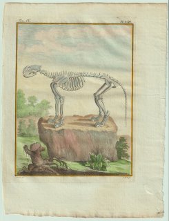 1777年 Buffon 一般と個別の博物誌 ネコ科 ヒョウ属 ライオン Le Lion 骨格