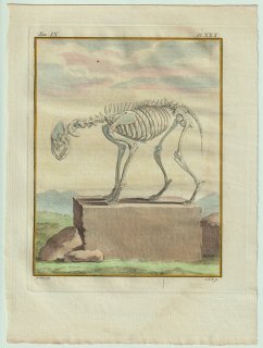 1777年 Buffon 一般と個別の博物誌 ハイエナ科 シマハイエナ属 シマハイエナ L'Hyaene 骨格