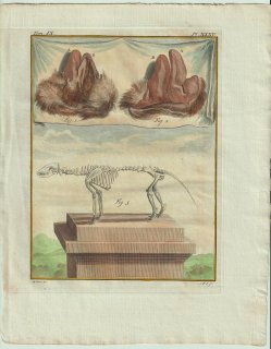 1777年 Buffon 一般と個別の博物誌 ジャコウネコ科 アフリカジャコウネコ属 アフリカジャコウネコ La Civette 骨格