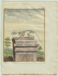 1778年 Buffon 一般と個別の博物誌 リス科 モモンガ属 タイリクモモンガ Le Polatouche 骨格