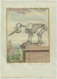 1779年 Buffon 一般と個別の博物誌 ゾウ科 アジアゾウ属 アジアゾウ L'Elephant 骨格