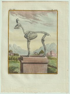 1781年 Buffon 一般と個別の博物誌 ウシ科 シャモア属 シャモア Le Chamois 骨格
