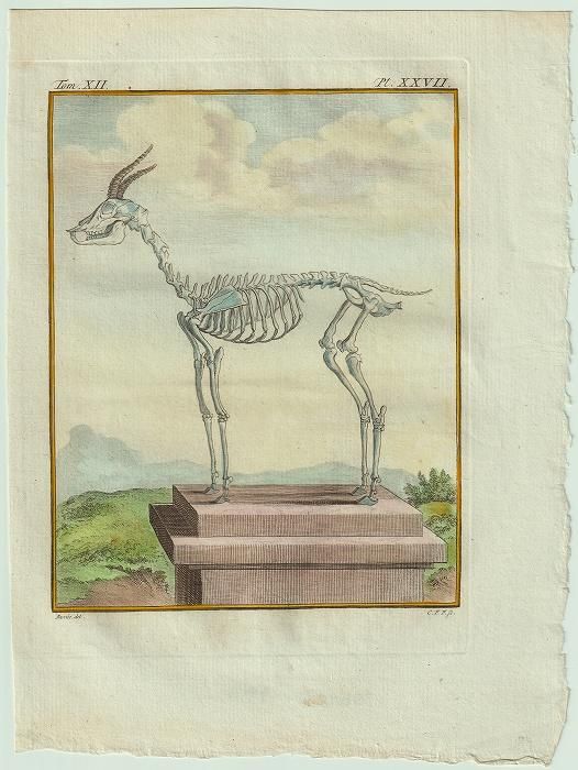 1781年 Buffon 一般と個別の博物誌 ウシ科 ガゼル属 ガゼル La