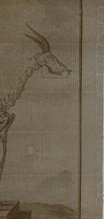 1781年 Buffon 一般と個別の博物誌 ウシ科 ガゼル属 ガゼル La