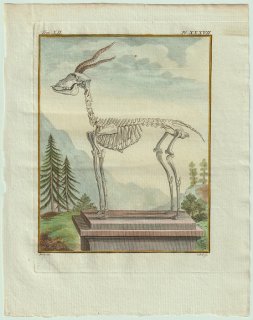 1781年 Buffon 一般と個別の博物誌 ウシ科 ブラックバック属 ブラックバック Le Bosbok 骨格  12-37