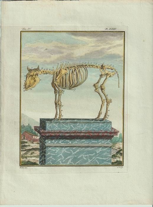 サイの全身骨格の図版　1800年代　フランス　アンティーク　銅版画　博物図譜 サイの全身骨格の図版1800年代フランスアンティーク銅版画博物図譜