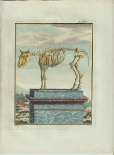 1801年 Buffon 一般と個別の博物誌 ウシ科 ウシ属 ウシ Le Taureau 骨格