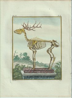1801年 Buffon 一般と個別の博物誌 シカ科 シカ属 コルシカアカシカ Le Cerf De Corse 骨格