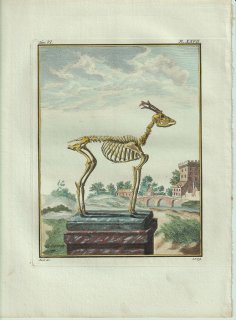 1801年 Buffon 一般と個別の博物誌 シカ科 ノロ属 ノロジカ La Chevrette 骨格