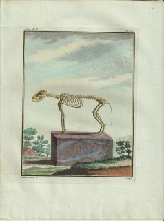 1801年 Buffon 一般と個別の博物誌 イヌ科 キツネ属 アカギツネ Le Renard 骨格