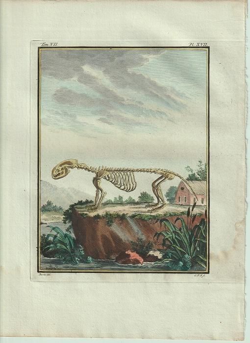 割引 Buffon 1801年 一般と個別の博物誌 カワウソ属 イタチ科 絵画