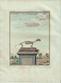 1801年 Buffon 一般と個別の博物誌 イタチ科 イタチ属 オコジョ L'Hermine 骨格