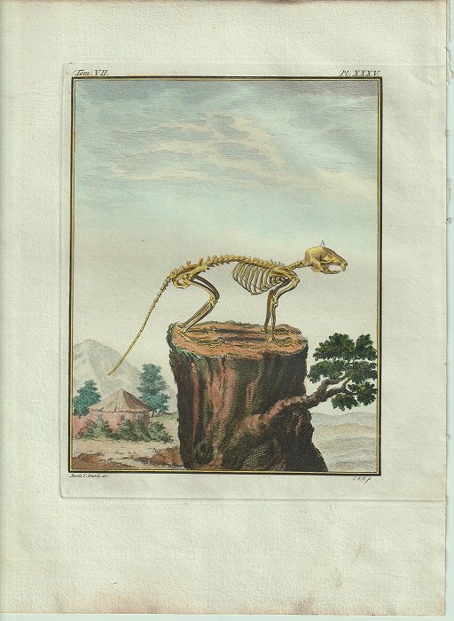 1801年 Buffon 一般と個別の博物誌 リス科 リス属 キタリス L'Ecureuil 