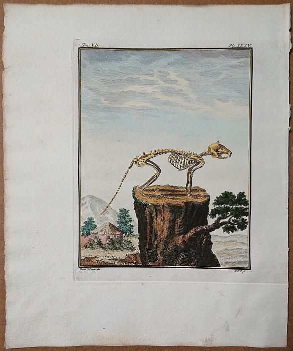1801年 Buffon 一般と個別の博物誌 リス科 リス属 キタリス L