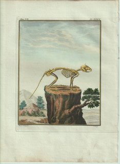 1801年 Buffon 一般と個別の博物誌 リス科 リス属 キタリス L'Ecureuil 骨格