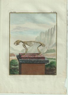 1801年 Buffon 一般と個別の博物誌 リス科 マーモット属 アルプスマーモット La Marmotte 骨格