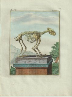 1801年 Buffon 一般と個別の博物誌 クマ科 クマ属 ホッキョクグマ L'Ours Blanc 骨格
