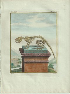 1801年 Buffon 一般と個別の博物誌 ビーバー科 ビーバー属 ヨーロッパビーバー Le Castor 骨格