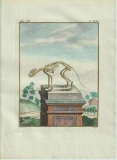 1801ǯ Buffon ̤ȸ̤ʪ 饤޲ 饤° 饤 Le Raton 