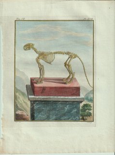 1801年 Buffon 一般と個別の博物誌 ネコ科 ヒョウ属 ヒョウ Le Leopard 骨格