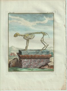 1801年 Buffon 一般と個別の博物誌 ネコ科 オオヤマネコ属 オオヤマネコ Le Lynx 骨格