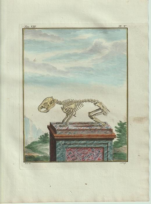 1801年 Buffon 一般と個別の博物誌 テンジクネズミ科 テンジク