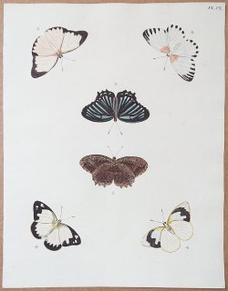 1777年 Cramer 世界三地域異国珍蝶 Pl.110 タテハチョウ科 ルリモンジャノメ シロチョウ科 ドルシッラトガリシロチョウ ネキシロチョウ属