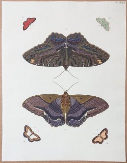 1777年 Cramer 世界三地域異国珍蝶 Pl.170 トモエガ科 シジミタテハ科 シャクガ科 シジミチョウ科など6種