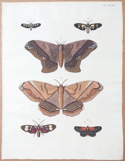 1779年 Cramer 世界三地域異国珍蝶 Pl.197 ヤママユガ科 マドガ科 トモエガ科 ヒトリガ科 シジミタテハ科など6種