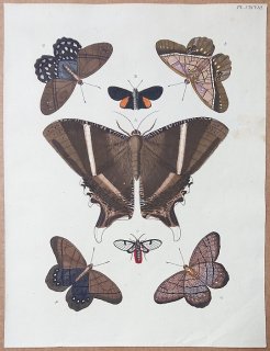 1779年 Cramer 世界三地域異国珍蝶 Pl.198 ツバメガ科 シジミタテハ科 トモエガ科 タテハチョウ科など7種