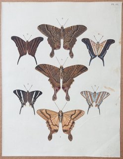 1779年 Cramer 世界三地域異国珍蝶 Pl.200 ニセツバメガ科 マニア属 タテハチョウ科 ツルギタテハ属 キロンツルギタテハなど7種