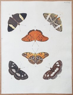1779年 Cramer 世界三地域異国珍蝶 Pl.212 タテハチョウ科 ヒョウモンドクチョウ ディルケウラナミタテハ モルッカミスジ