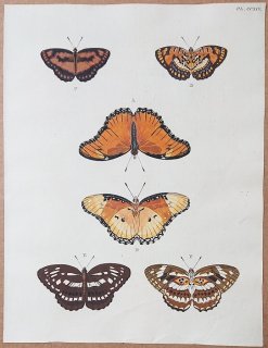 1779年 Cramer 世界三地域異国珍蝶 Pl.214 タテハチョウ科 メスアカムラサキ ビブリア属 タイワンホシミスジなど6種