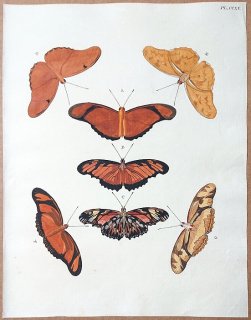 1779年 Cramer 世界三地域異国珍蝶 Pl.215 タテハチョウ科 チャイロドクチョウ属 ウラギンドクチョウ属など7種